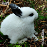 宠物兔宝宝迷你兔子活体纯种公主兔熊猫兔侏儒兔小黑兔小白兔包邮
