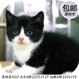 英国短毛猫八字黑白幼猫宠物黑猫活体猫崽子玄猫小奶猫活体猫咪DD