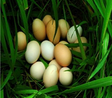 正宗新鲜纯天然土鸡蛋农家散养有机柴鸡蛋笨鸡蛋16枚装 孕妇特供