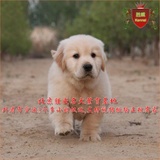 全国出售纯种宠物狗狗金毛幼犬可视频挑选北京地区可送货自提05