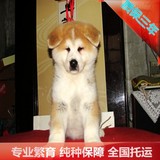 纯种秋田犬忠犬八公日系宠物狗全国可送货实物精品种公对外配种
