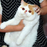 纯种宠物CFA注册赛级异国短毛猫/加菲猫 红白梵文弟弟绝育出售