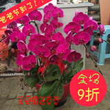 特级紫色蝴蝶兰办公室内前台净化空气植物盆栽年宵绿植花卉限