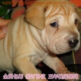北京精品 纯种中国沙皮犬 幼犬 出售沙皮狗宠物狗可到狗场选包邮
