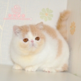 【凯利猫】CFA注册异国短毛猫 家养纯种加菲猫宠物 乳色高白妹妹