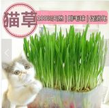 零食 猫草套装 水晶土+优质种子 化毛球助消化 送猫薄荷