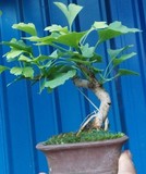 精品银杏微型盆景 迷你白果树树桩造型盆栽 观叶植物 实物拍摄