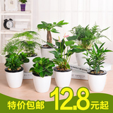 栀子花绿萝绿植盆栽花卉办公室内桌面水培植物小盆栽含盆