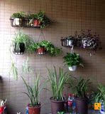 艺花架壁挂墙上室内阳台栏杆种菜盆栽多肉植物架多层花架子绿都铁