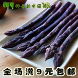 紫芦笋种子 蔬菜种子春季种 高营养保健蔬菜种子 秋播蔬菜种子