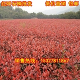 批发红叶石楠红罗宾树苗工程绿化彩色色块苗木10—100公分高