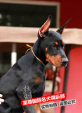 纯种血统赛级杜宾犬幼犬 出售德系立耳杜宾宠物狗 包纯种 保健康