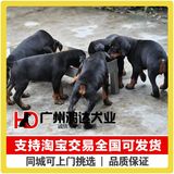 支持淘宝交易 纯种德国杜宾犬出售精品杜宾犬警犬 狗狗 宠物狗