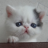 加菲猫出售cfa纯种加菲猫宠物异国短毛猫黑白净梵纹加菲猫种公
