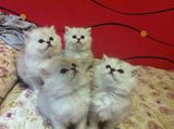 《温情》出售金吉拉幼猫/幻想天使/100%纯种健康 欢迎上门选购