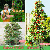 庭院盆栽果树 攀援草莓苗 芬芳之星 四季草莓结果苗 红花草莓苗
