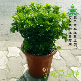 【高40cm~1m】米兰盆栽 多年生观花植物 喜光室外阳台花卉绿植