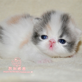 【凯利猫】CFA注册异国短毛猫 纯种加菲猫宠物 浅三花高白长毛母