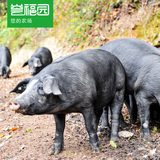 【誉福园】深山放养黑猪年猪整猪 新鲜黑猪肉土猪肉 家庭全年供应