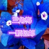 盆栽花卉-三角梅【灰度】爬藤植物 盆景叶子花珍品15品种任选