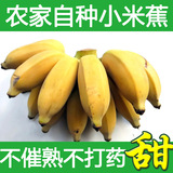 树上自然熟农家自种小米蕉 香蕉芭蕉 新鲜采摘不打药不催熟甜