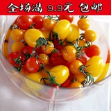 50粒装蔬菜种子盆栽番茄红/黄/紫天色种业四季一年生红五彩番茄