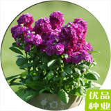 进口紫罗兰种子 四季播 春播 室内阳台盆栽绿植易种花卉种子 花草