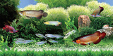 动物画海底世界鱼海报风景画可作鱼缸背景贴画可爱鱼装饰画F148C