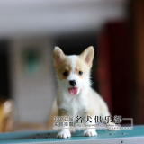 北京出售纯种柯基犬幼犬 两色威尔士柯基犬纯种幼犬 cku认证 特价