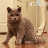 个人家庭散养蓝猫纯种猫宠物猫蓝色苏格兰折耳立耳猫英国短毛猫D