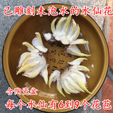 正宗漳州雕刻水仙花种球年宵花卉冬季水培室内花卉大种子福建发货