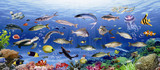 高清大幅海洋生物海报海底世界动物鱼风景客厅背景装饰挂贴画a3