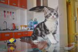 美国短毛猫 纯种猫 宠物猫活体 美短银虎斑 起司猫 南京家庭猫舍