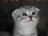 【活体宠物】浅棕虎斑 苏格兰折耳猫幼猫 健康可爱短毛猫