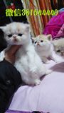 极品加菲猫 乳白 纯种异国短毛猫 宠物猫咪 活体包健康