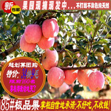 丰县正宗大沙河红富士苹果金帅苹果黄香蕉新鲜水果批发预交订金