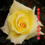 室内室外盆栽花卉 大花月季花苗黄玫瑰玫瑰花苗 带花苞带花发货