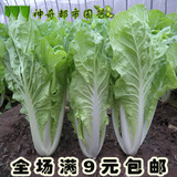 速生白菜种子 地栽春季四季蔬菜种子 阳台盆栽蔬菜种子春季种菜