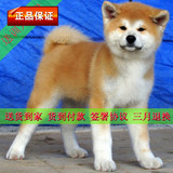 秋田犬纯种血统幼犬八公犬日本忠犬宠物狗货到付款包邮出售G66