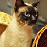 暹罗猫蓝眼睛重点色海豹色纯种猫咪活体DD