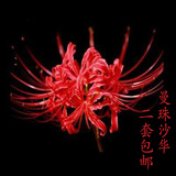 盆栽彼岸花大种球红花石蒜花-曼珠沙华-曼陀罗种子套餐包邮