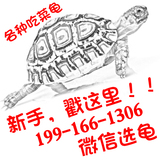 新手吃菜龟 宠物素食龟 观赏大乌龟活体 树脂陆龟模型 活体宠物龟
