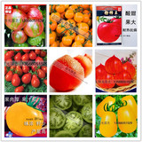 菜农科 番茄]圣女果台湾黄珍珠蔬菜种子产量高很甜小番茄【菜菜】