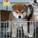 纯种日本柴犬幼犬出售 正宗家养短毛温顺日本柴犬转让宠物狗公母