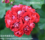 花卉盆栽 天竺葵 苹果碗 朱红玫瑰蕾 重瓣 成品
