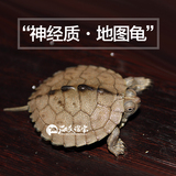 进口地图龟苗活体小乌龟宠物 水龟 地图东锦西锦龟4-6厘米包风险