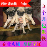 上海巴哥犬幼犬 纯种八哥犬幼犬出售纯种巴哥幼犬宠物狗狗包健康