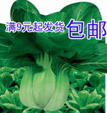 苏州青种子 小青菜菜籽 阳台种菜 盆栽 易种 500粒 秋播  满9包邮