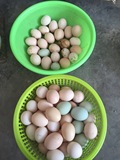 农家散养土鸡蛋 月子蛋 宝宝辅食必备 .五斤起优惠价99元
