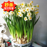 漳州水仙特价热卖桌面盆栽植物种球 花卉 有氧水培净化空气包邮
